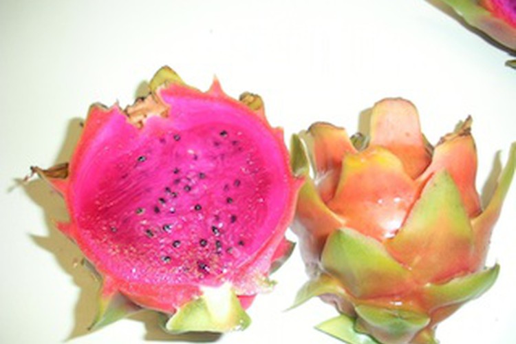Tamborine Dragon Fruit Farm farmtucker buy direct from the farmgate