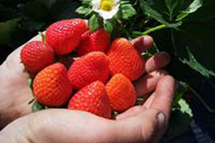 Ti Strawberry Farm farmtucker buy direct from the farmgate