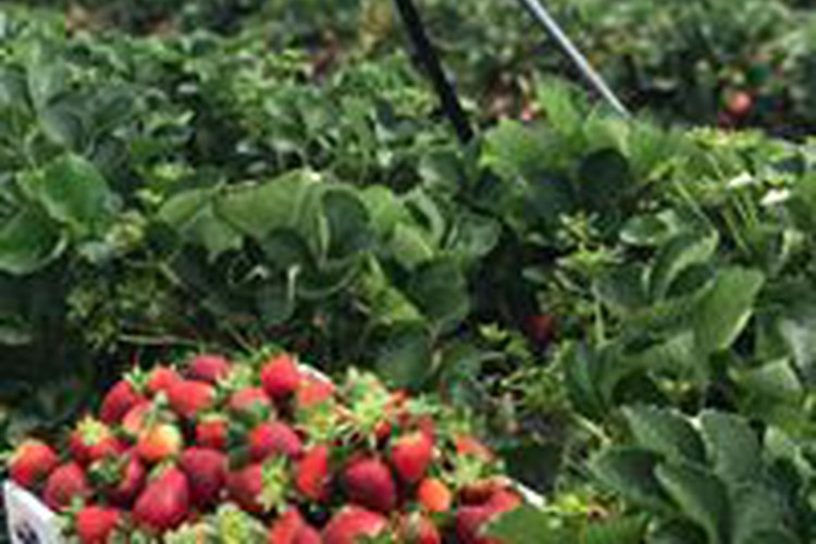 Ti Strawberry Farm farmtucker buy direct from the farmgate