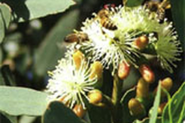 Clifford's Honey Farm farmtucker buy direct from the